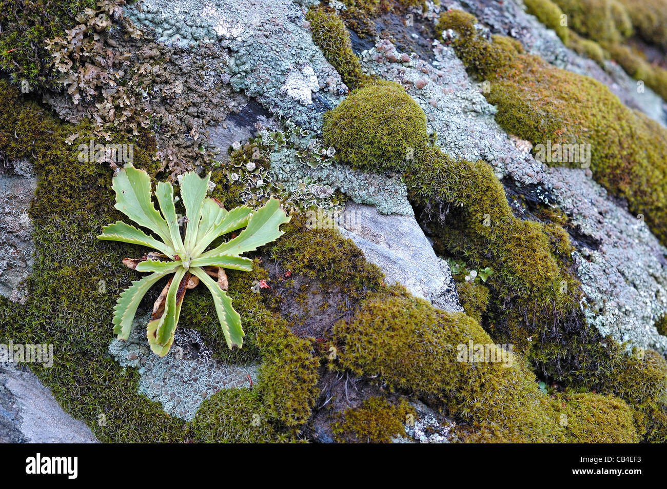 Anarrhinum bellidifolium plant growing on rocky environment Stock Photo