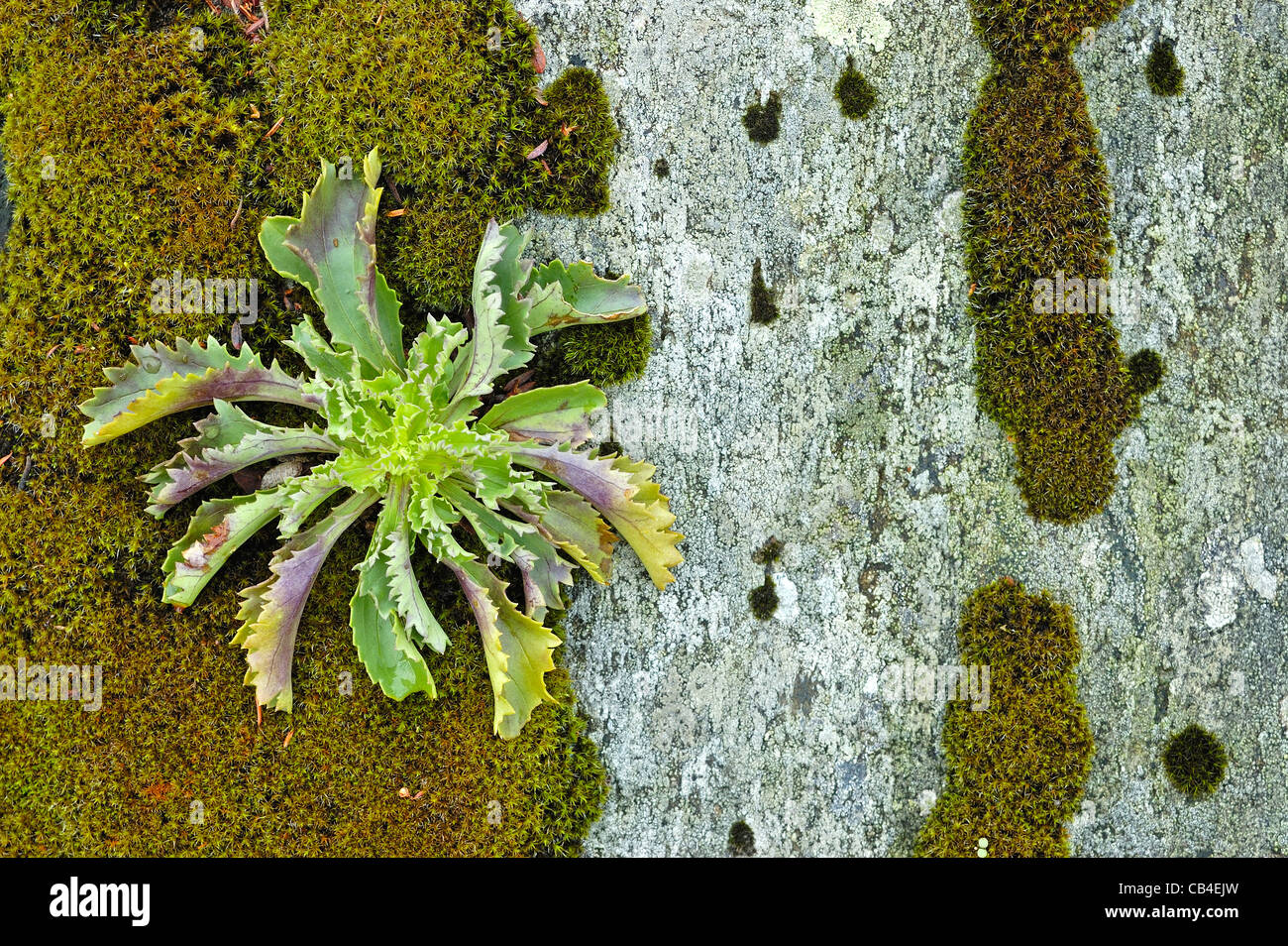 Anarrhinum bellidifolium plant growing on rocky environment Stock Photo