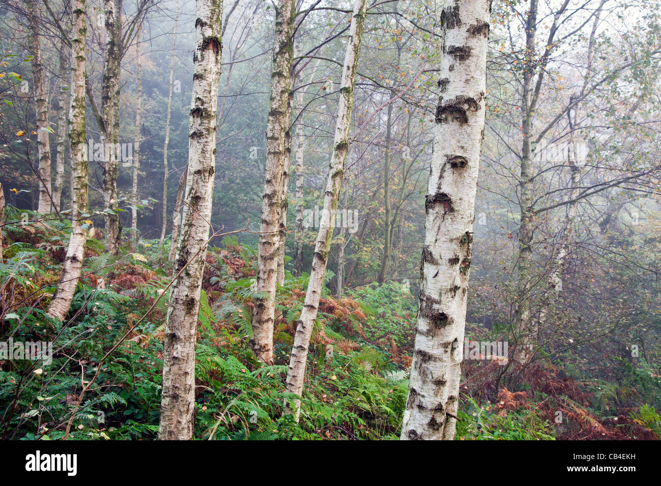 Images made in a foggy forest this autumn Stock Photo - Alamy