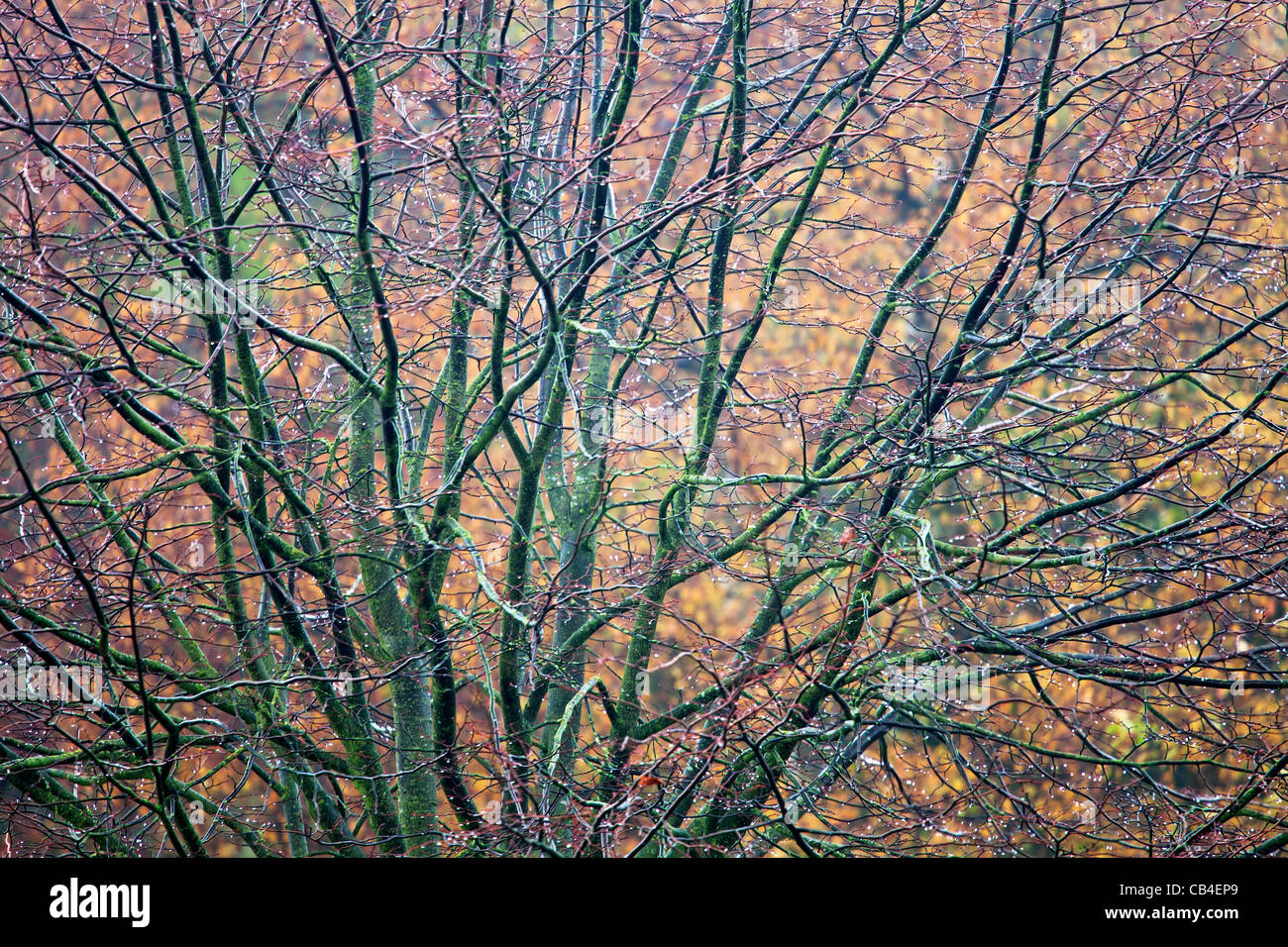 Images made in a foggy forest this autumn Stock Photo - Alamy