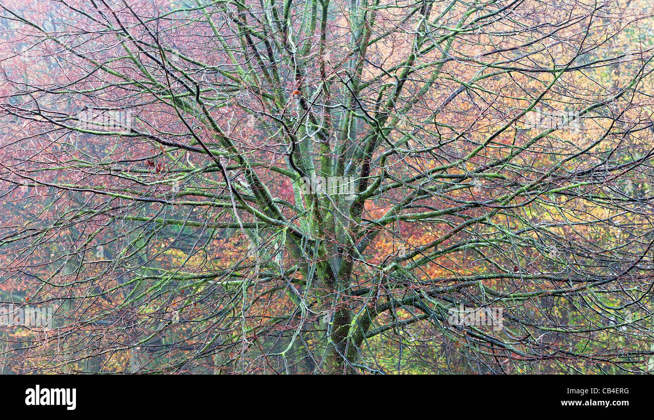 Images made in a foggy forest this autumn Stock Photo - Alamy
