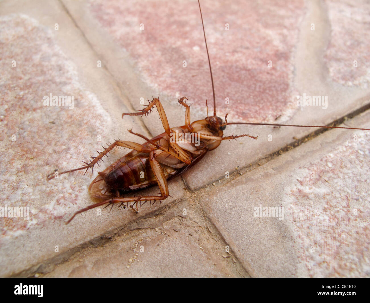 Dead cockroach lying on back with ants on paving slab Stock Photo