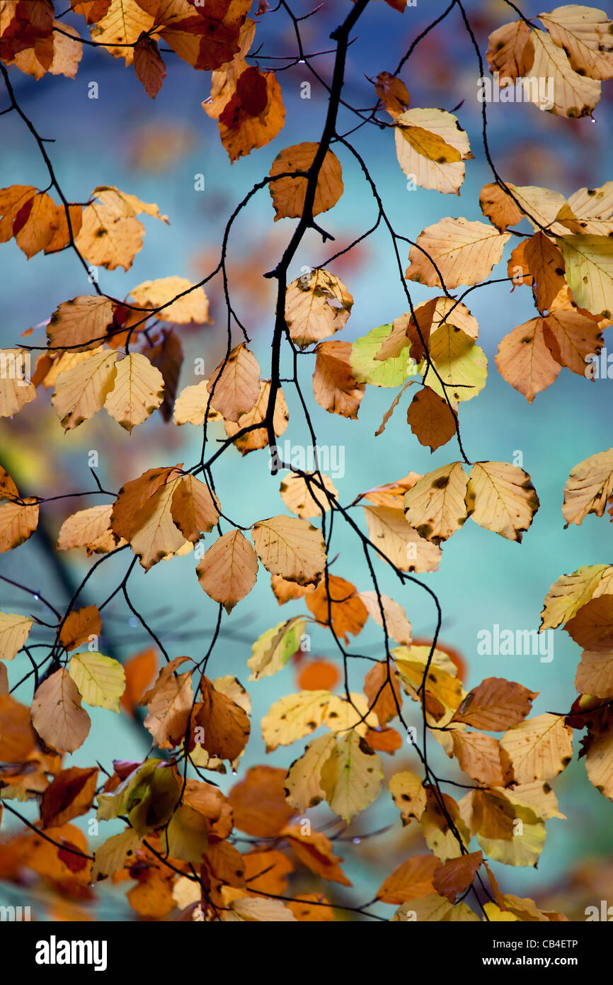 Images made in a foggy forest this autumn Stock Photo - Alamy