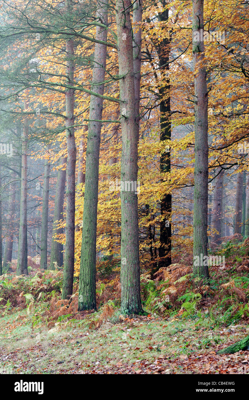 Images made in a foggy forest this autumn Stock Photo - Alamy
