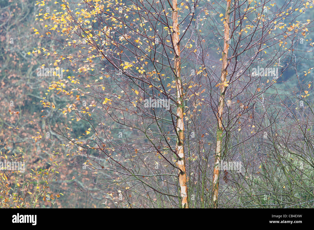 Images made in a foggy forest this autumn Stock Photo - Alamy