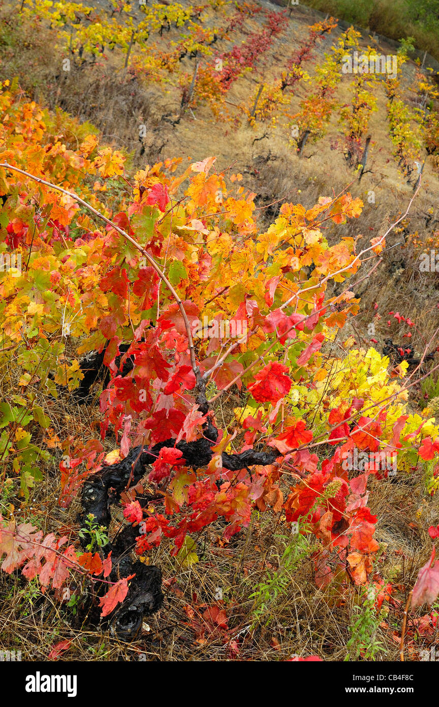 Vineyard in autumn. Quiroga, Lugo, Galicia, Spain Stock Photo