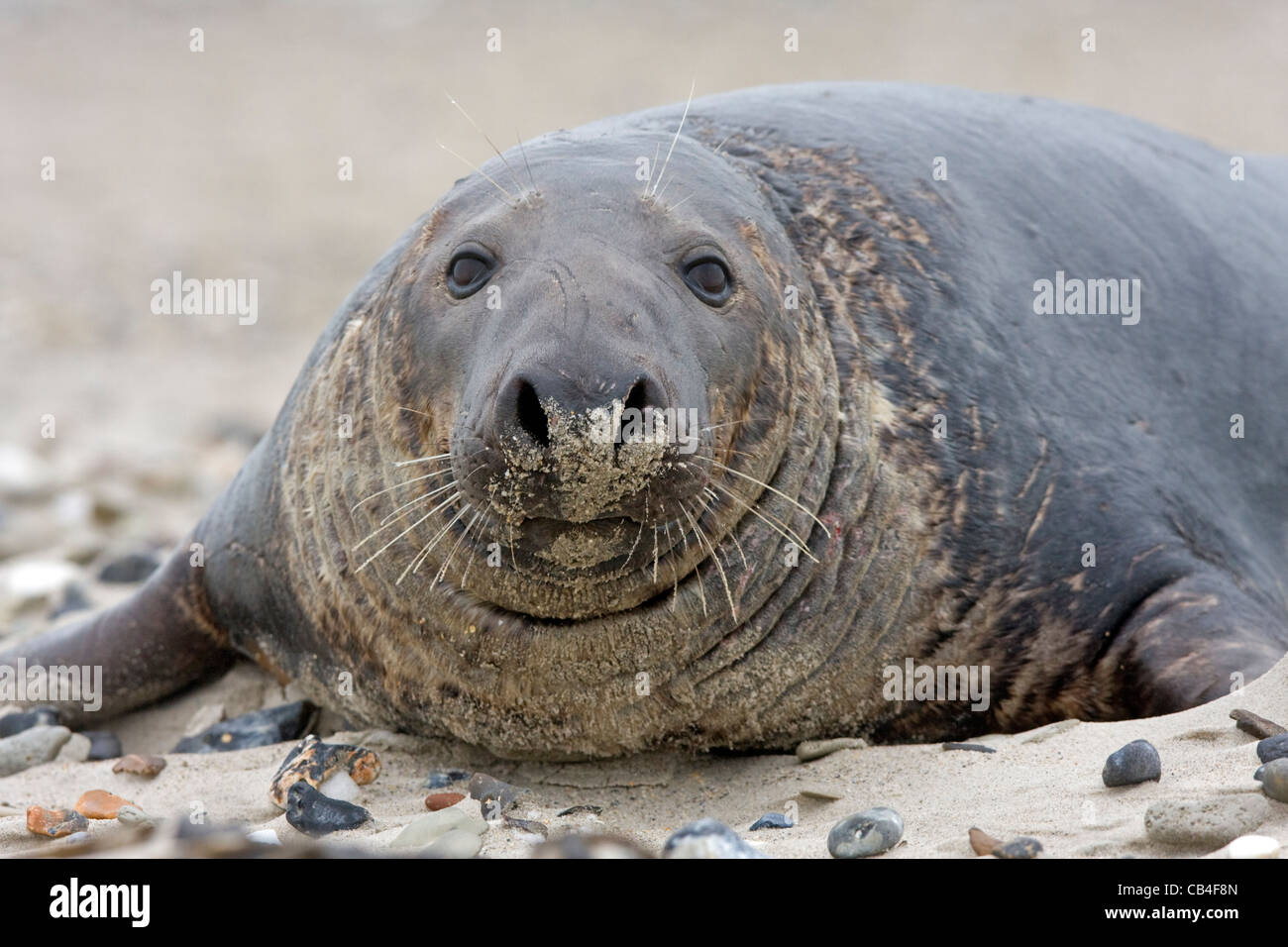 Gray seal (Halichoerus grypus) Stock Photo