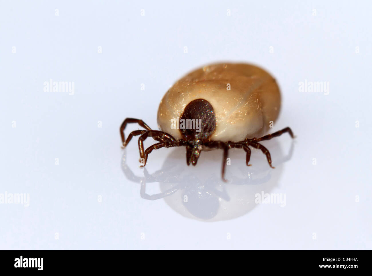 Tick ixodida zecke ixodida hires stock photography and images Alamy