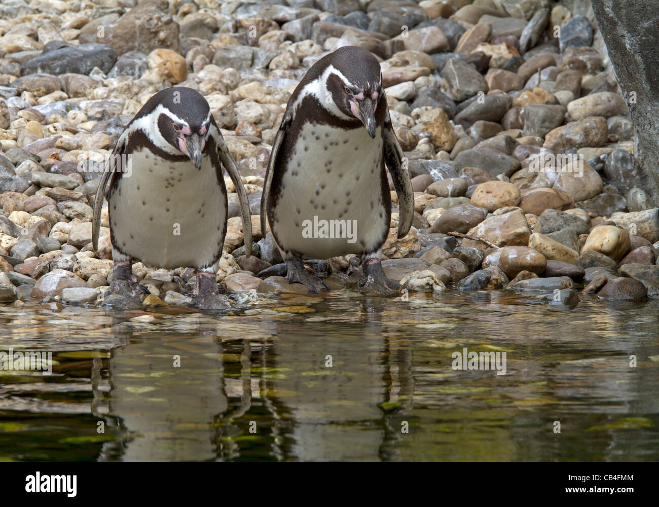 Humboldt Penguins (Spheniscus humboldti) Stock Photo