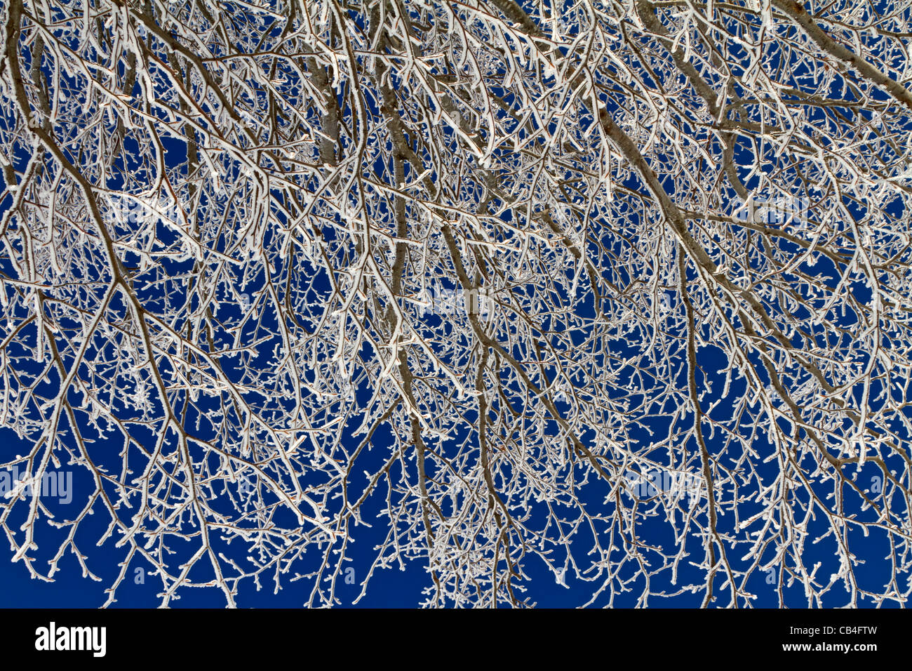 Branches with hoarfrost Stock Photo