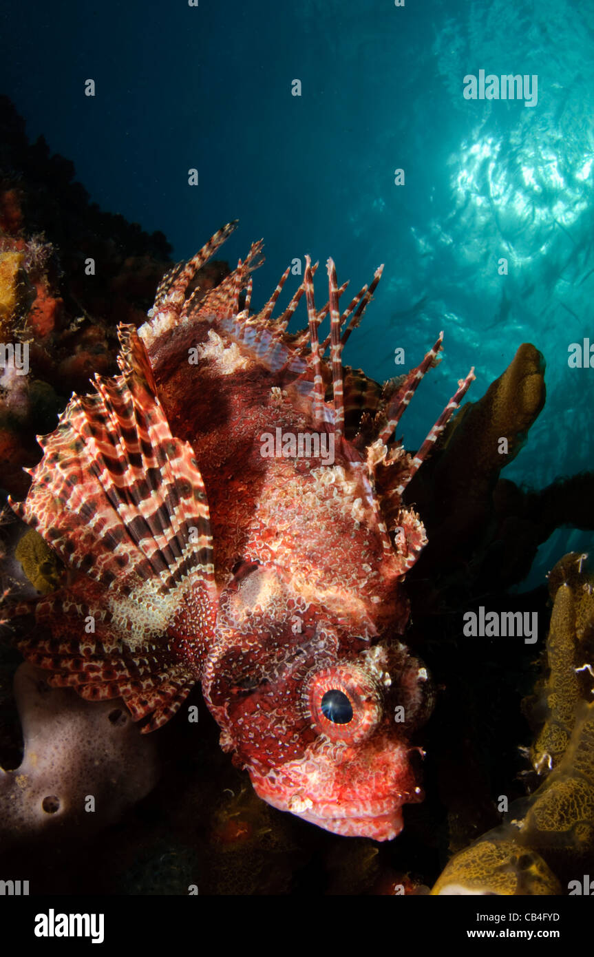 Shortfin lionfish, Dendrochirus brachypterus, Twilight Zone, Laha, Ambon harbour, Banda Sea, Moluccus, Indonesia, Pacific Ocean Stock Photo