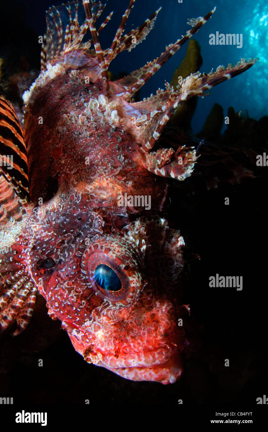 Shortfin lionfish, Dendrochirus brachypterus, Twilight Zone, Laha, Ambon harbour, Banda Sea, Moluccus, Indonesia, Pacific Ocean Stock Photo