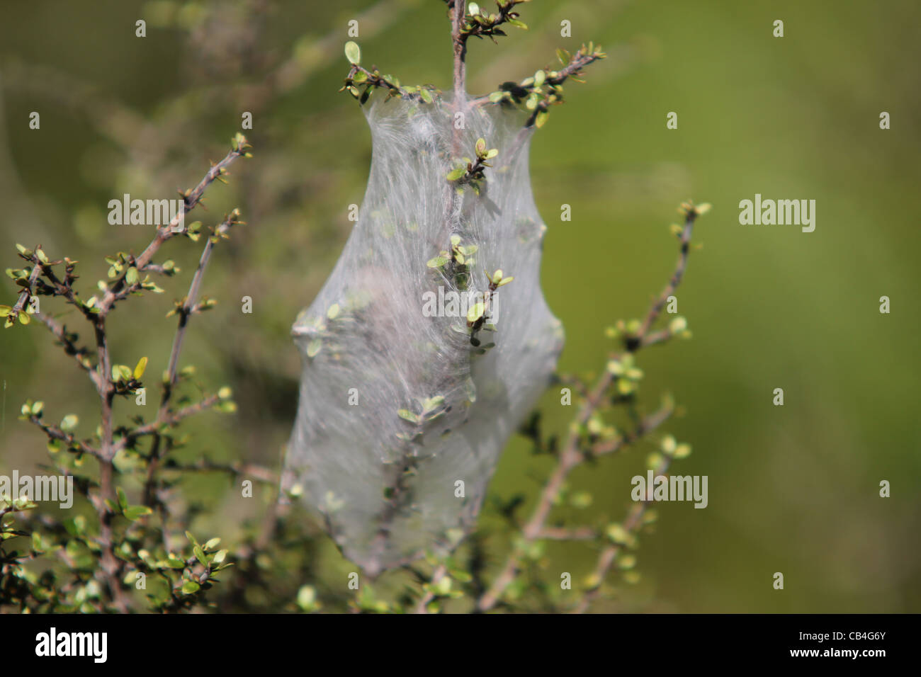 spider web Stock Photo