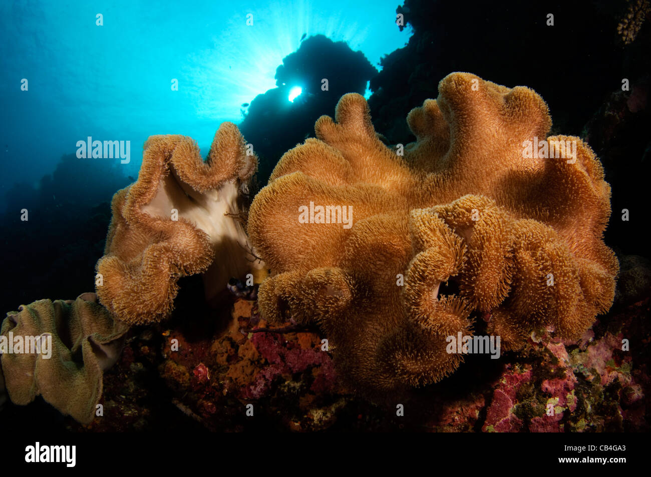 Hard coral garden that has grown in the last twenty years after being ...