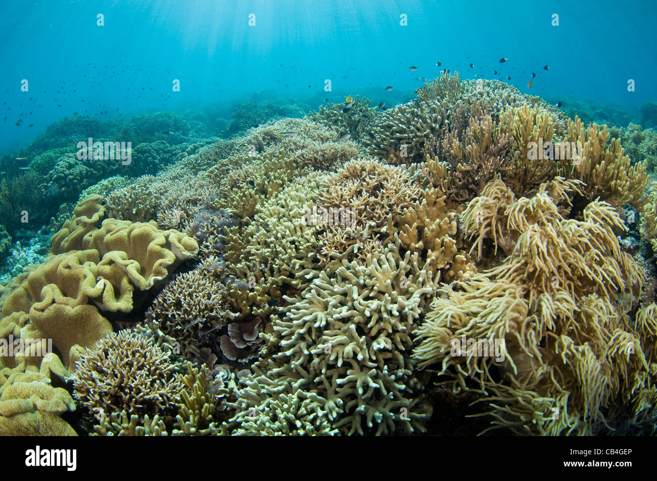 Hard coral garden that has grown in the last twenty years after being destroyed by a volcano, in Banda Neira Stock Photo