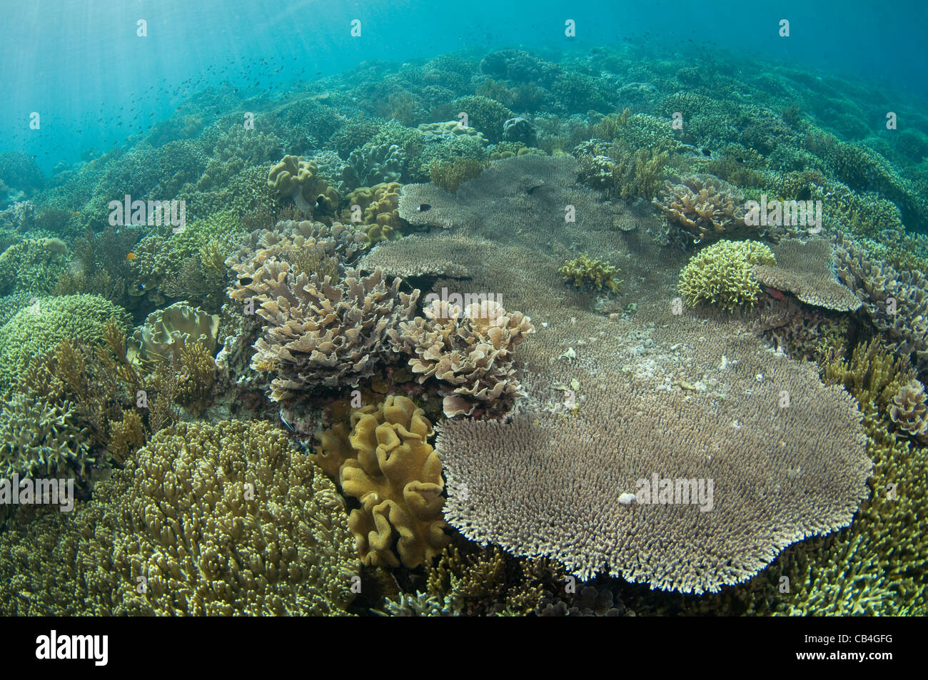 Hard coral garden that has grown in the last twenty years after being destroyed by a volcano, in Banda Neira Stock Photo