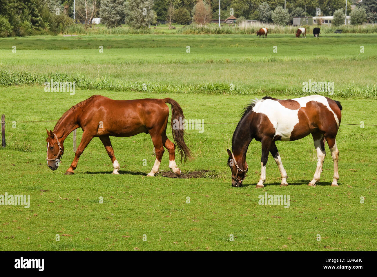Two horses on sunny summerday in the country grazing on grassland with cows in background Stock Photo