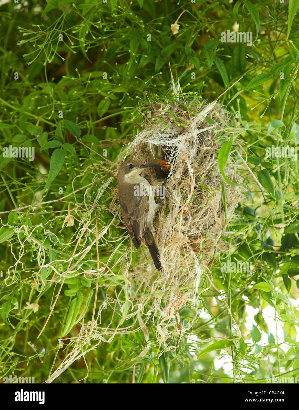 african weaver bird nest