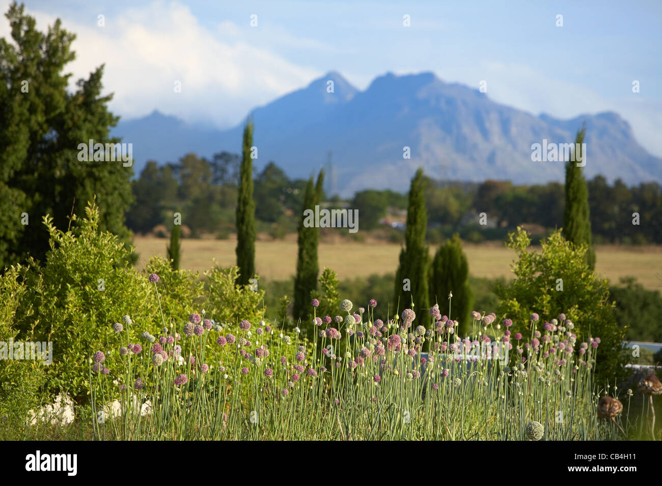 Garden and mountain near Stellenbosch, South Africa Stock Photo