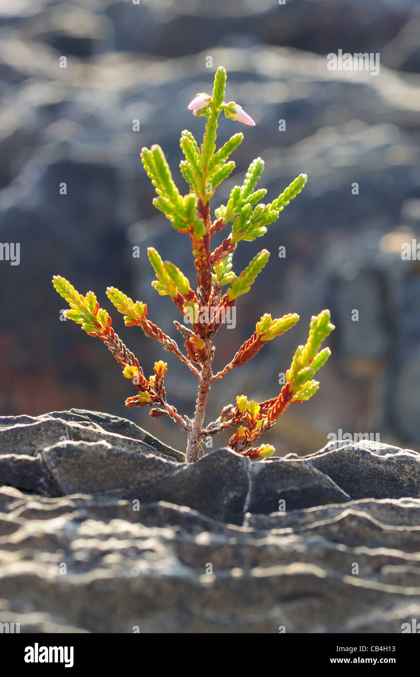Common Heath (Calluna vulgaris) in harsh rocky environment Stock Photo