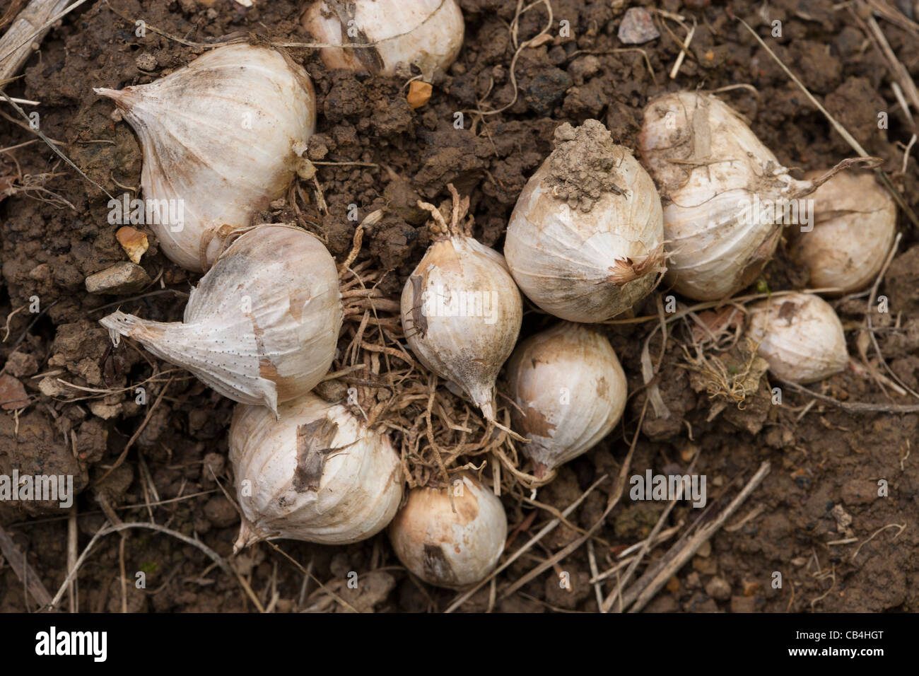 garlic growing in the ground Stock Photo Alamy