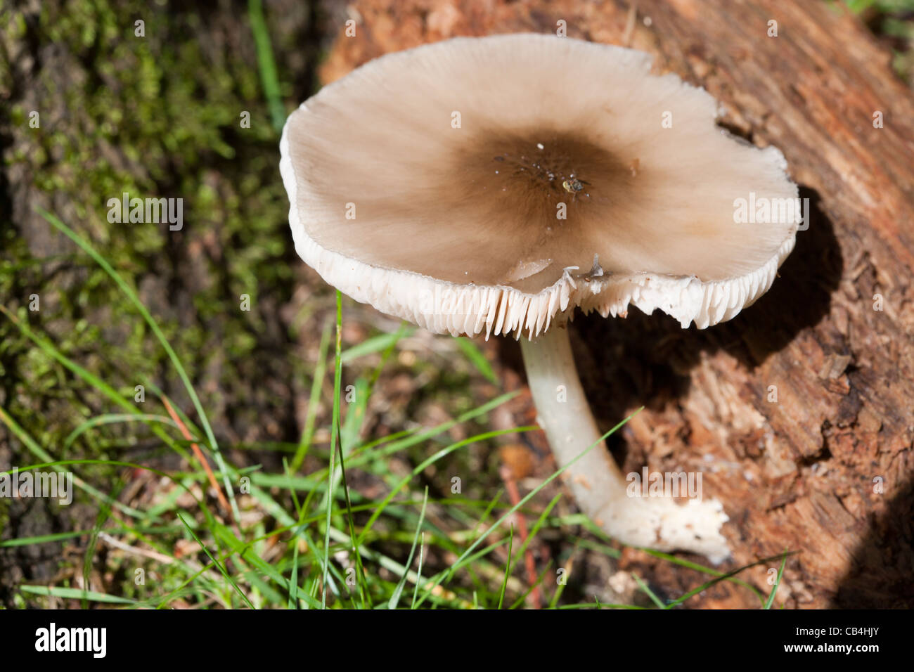 wild mushroom growing on dead wood Stock Photo Alamy