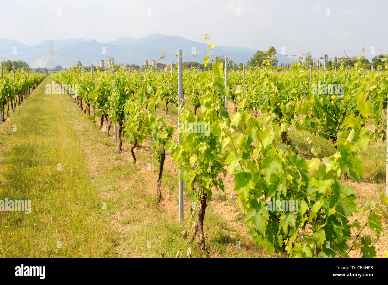 tuscany-italy-wine-region-mediterranean-vineyard-stock-photo-alamy