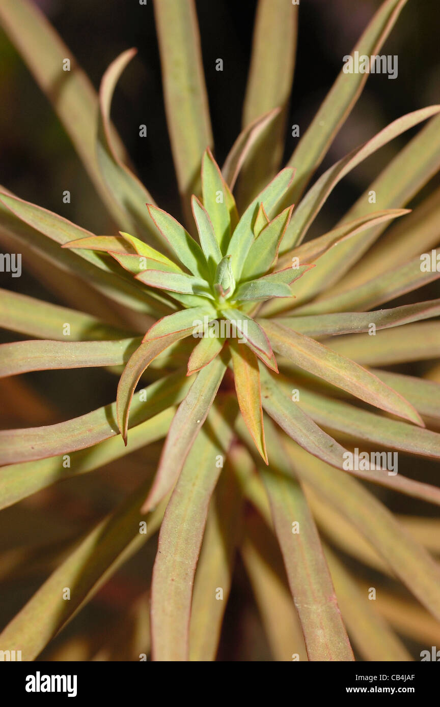 Grainfield spurge (Euphorbia segetalis) Stock Photo