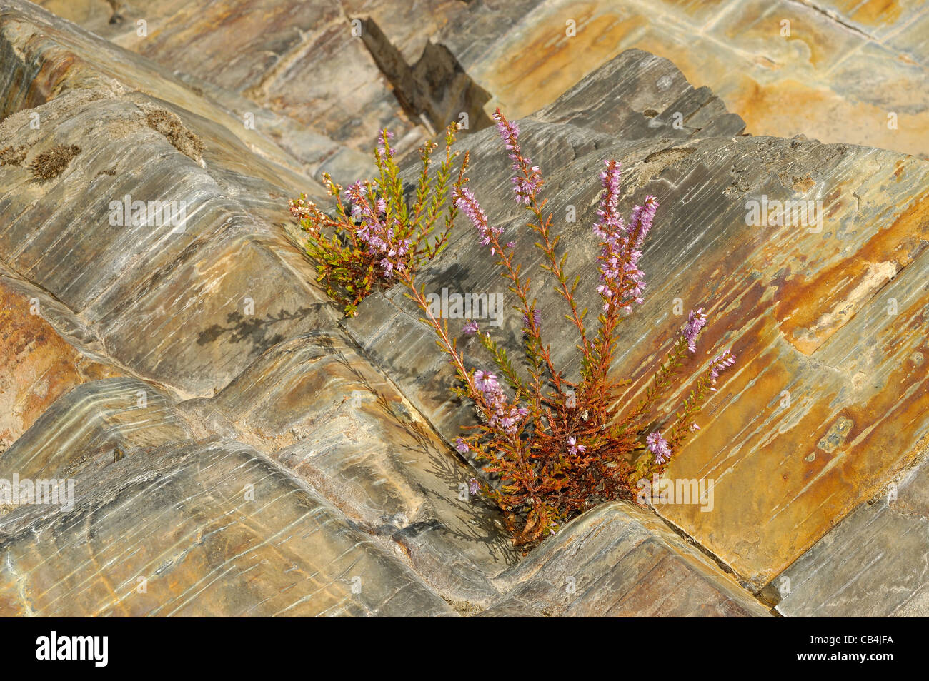 Common Heath (Calluna vulgaris) in harsh rocky environment Stock Photo