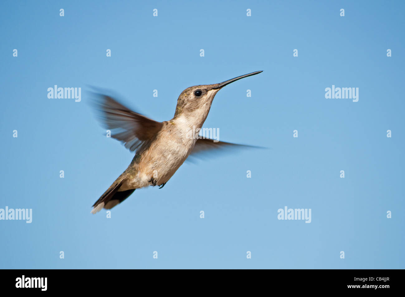 Female Ruby-throated Hummingbird hovering against blue sky Stock Photo