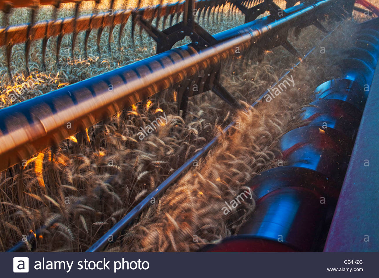 Close Up Of The Auger Header Of A Combine During Harvesting In