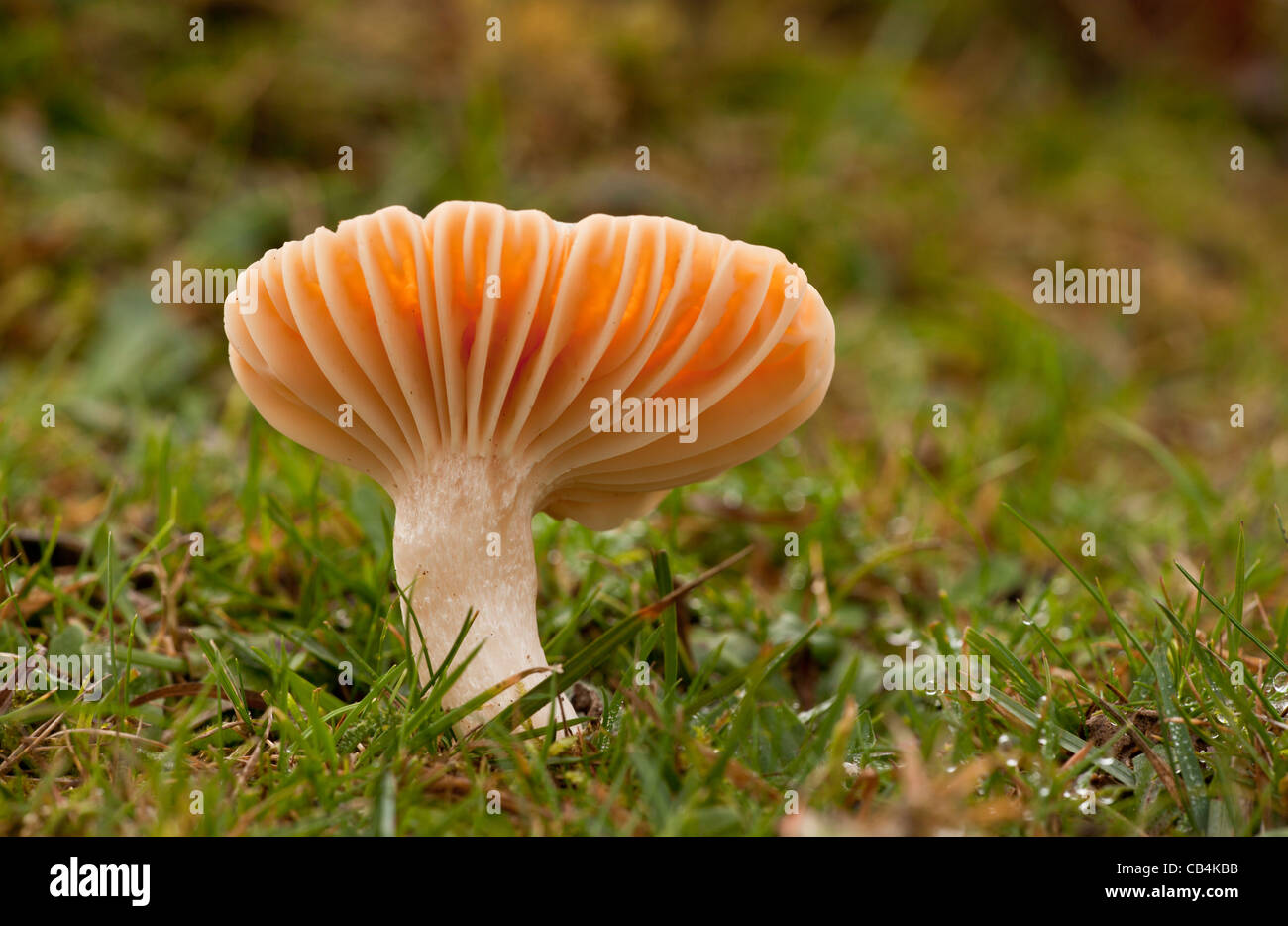 Meadow Waxcap, Hygrocybe pratensis, - edible species - in old grazed grassland at Emery Down, New Forest, Hants. Stock Photo
