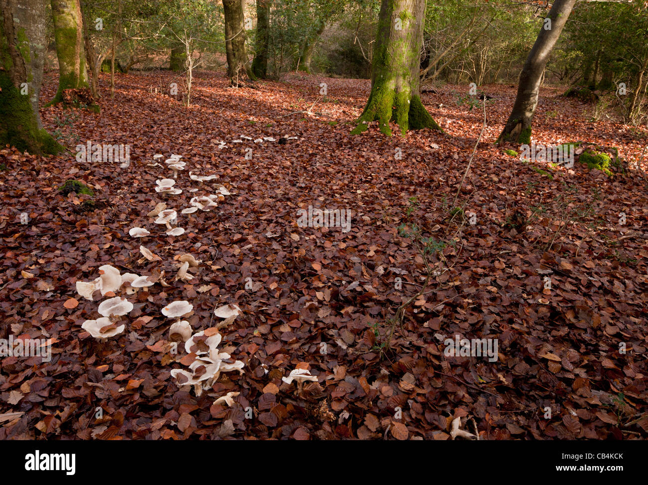 Clouded Funnel, Clitocybe nebularis in 'fairy ring' in old beech woodland, Lyndhurst Hill, New Forest, Hants. Stock Photo