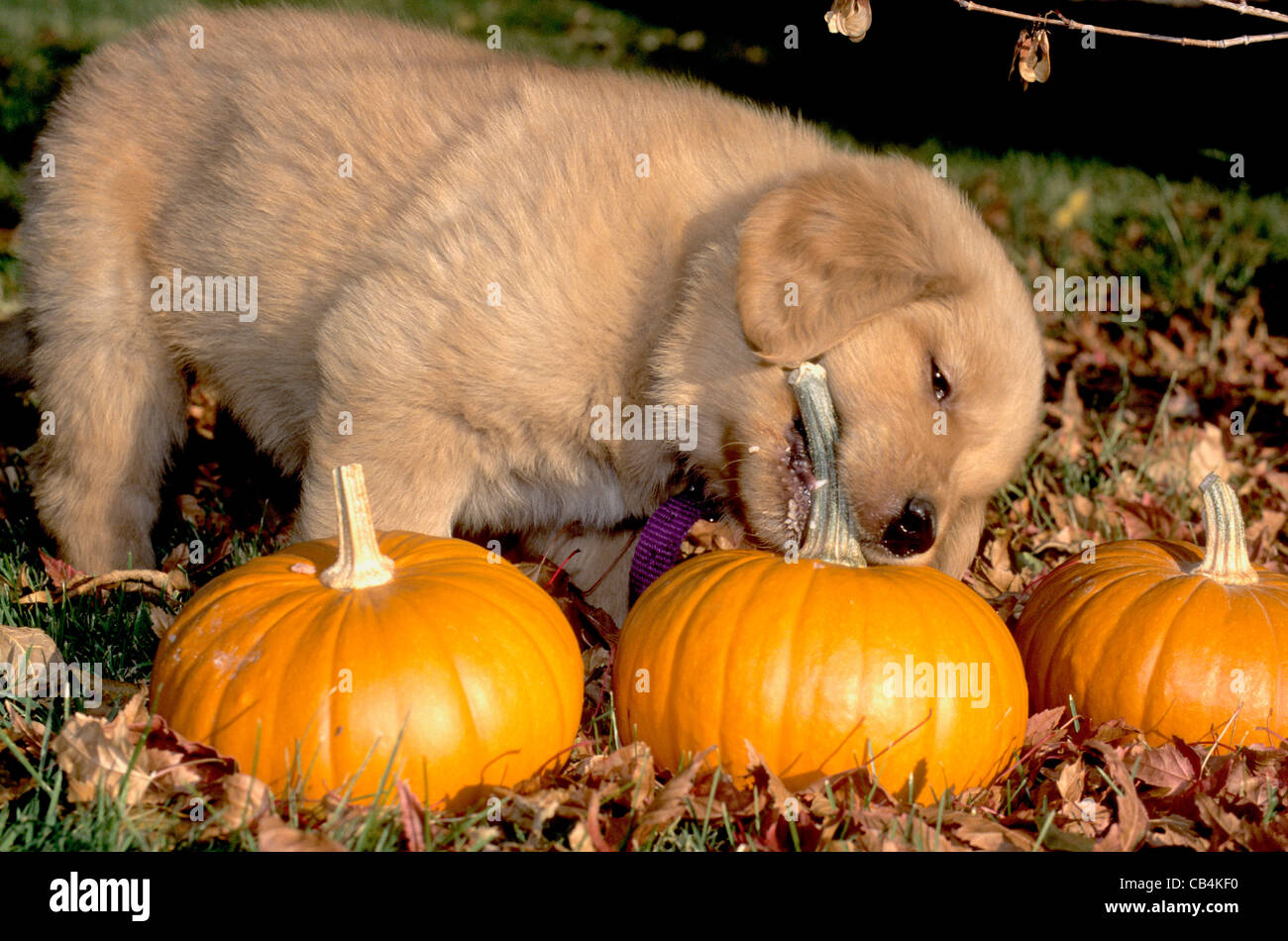 Golden Retriever Puppy Chewing On A Pumpkin Stock Photo Alamy