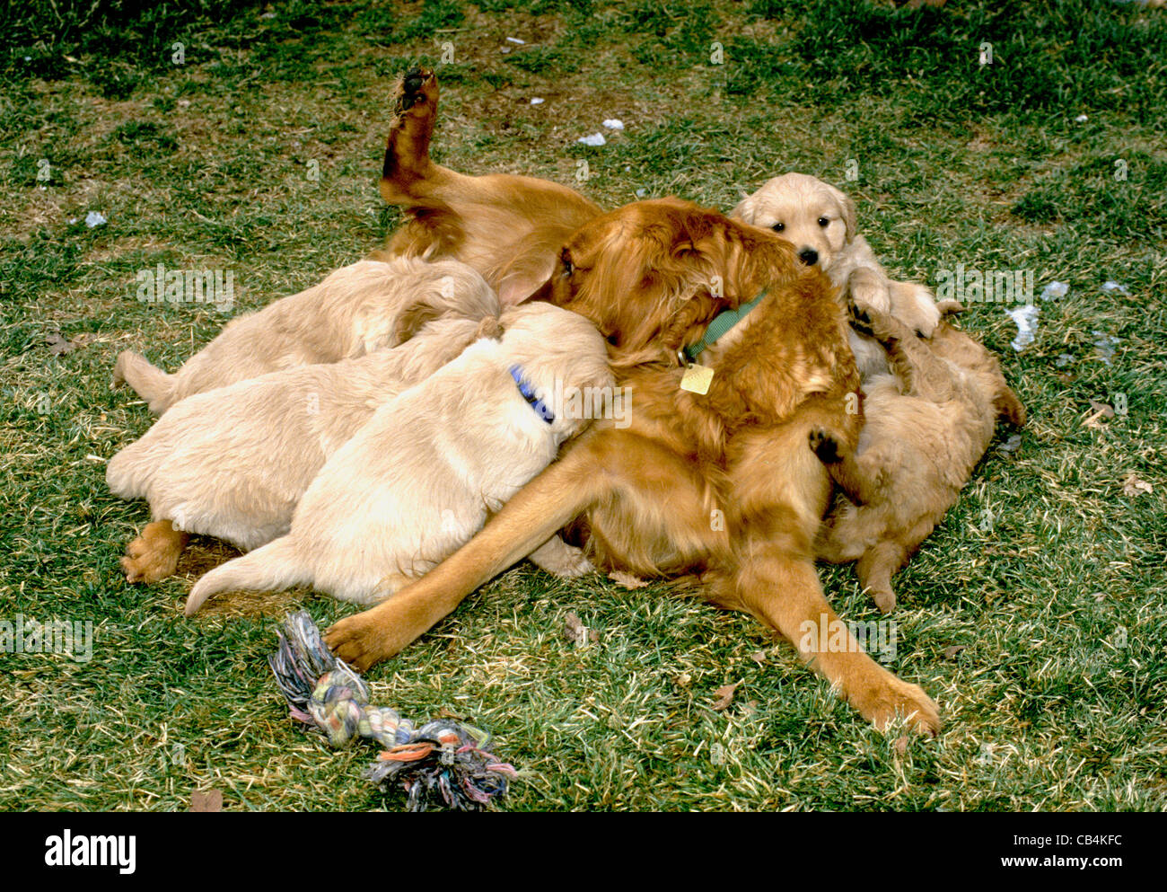 Golden retriever puppies nursing Stock Photo Alamy