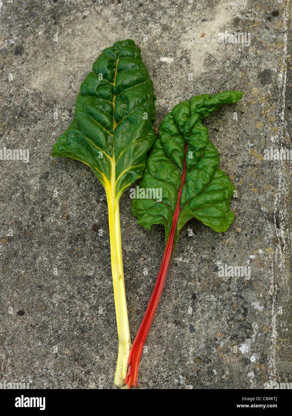 200 seeds spinach beet or chard blite cote bette in melange yellow red white rose