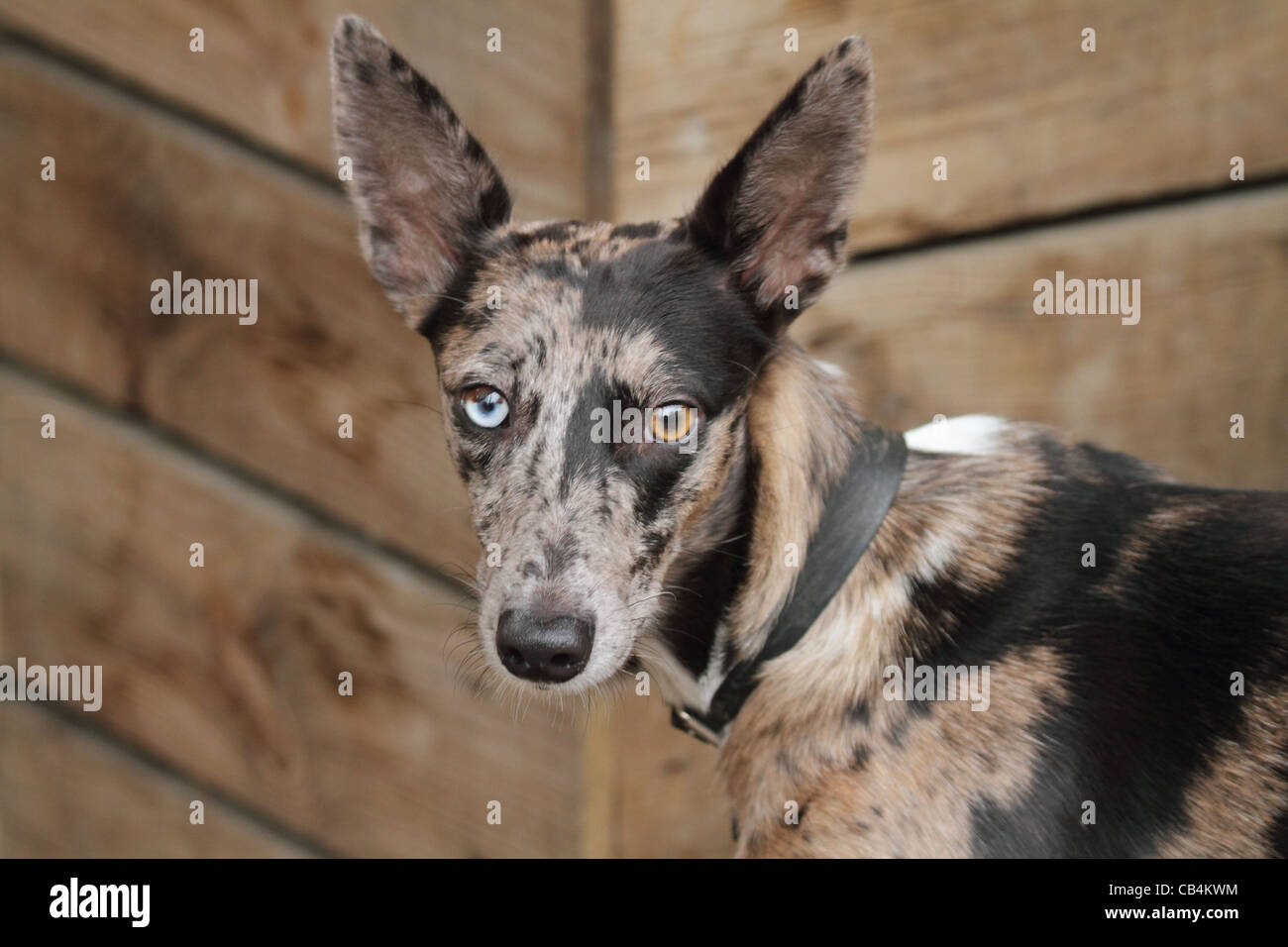 Dog With Odd Eyes One Brown Eye And One Blue Eye Stock Photo Alamy Dog With Odd Eyes One Brown Eye And One Blue Eye Stock Photo Alamy