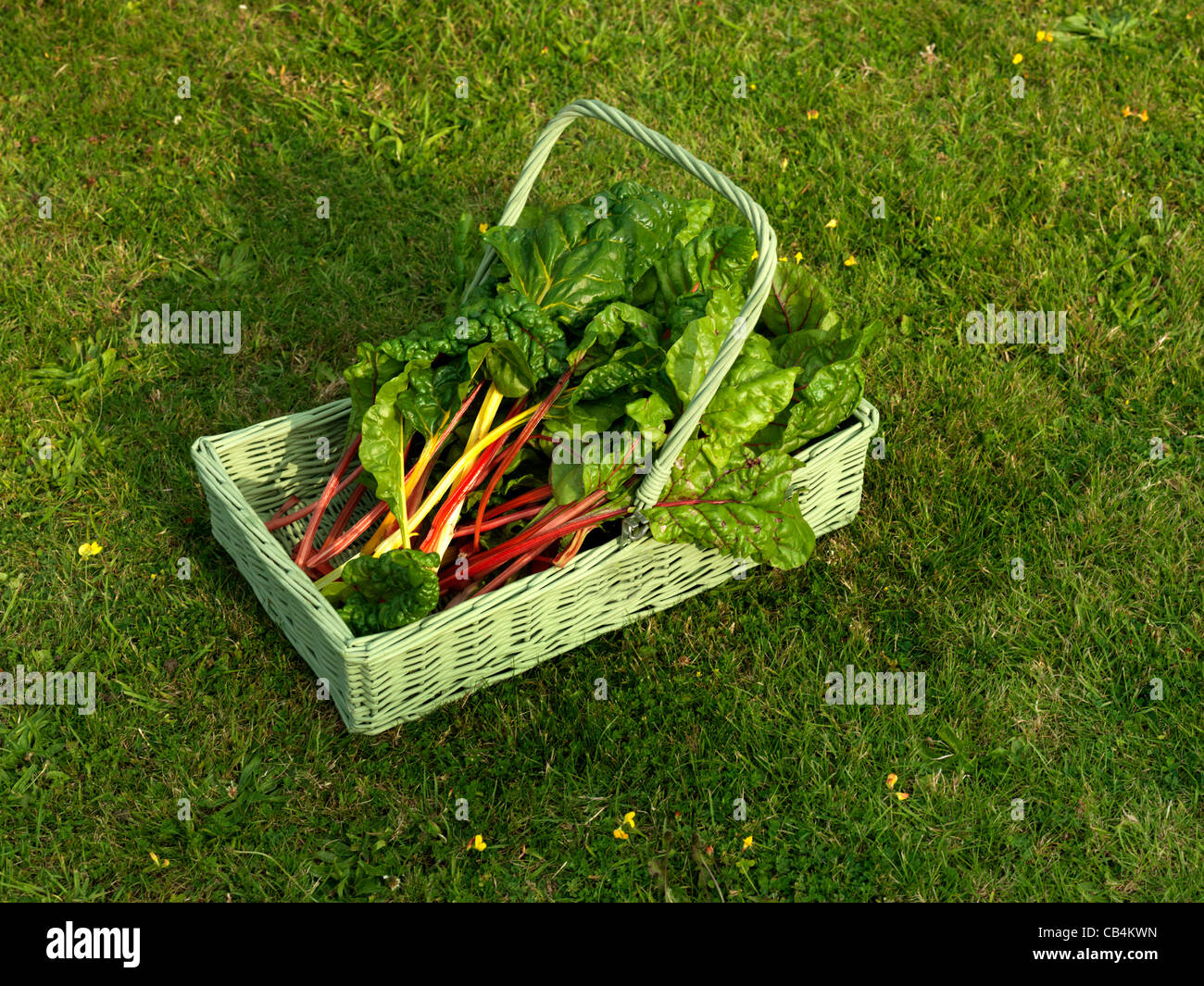 Swiss Chard Spinach Type Vegetable with Red and Yellow Stalks Beta Cicla From The Beet Family In A Trug Stock Photo