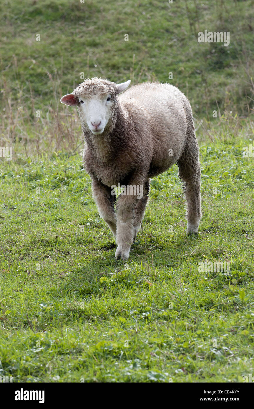 sheep in pasture in rural Vermont Stock Photo Alamy