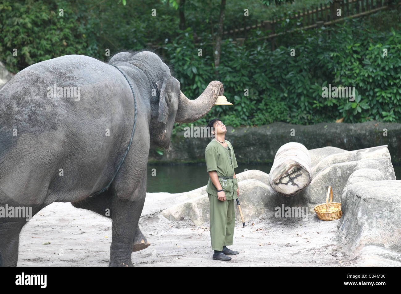 Elephant taking a hat off a man at the Singapore Zoo Stock Photo