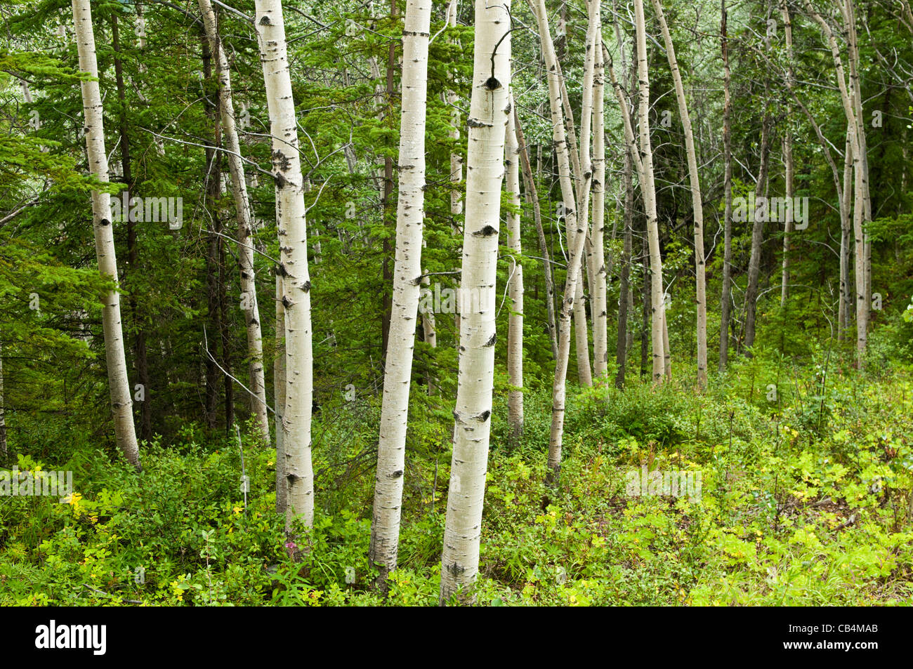 Quaking Aspen trees, Alaska Stock Photo