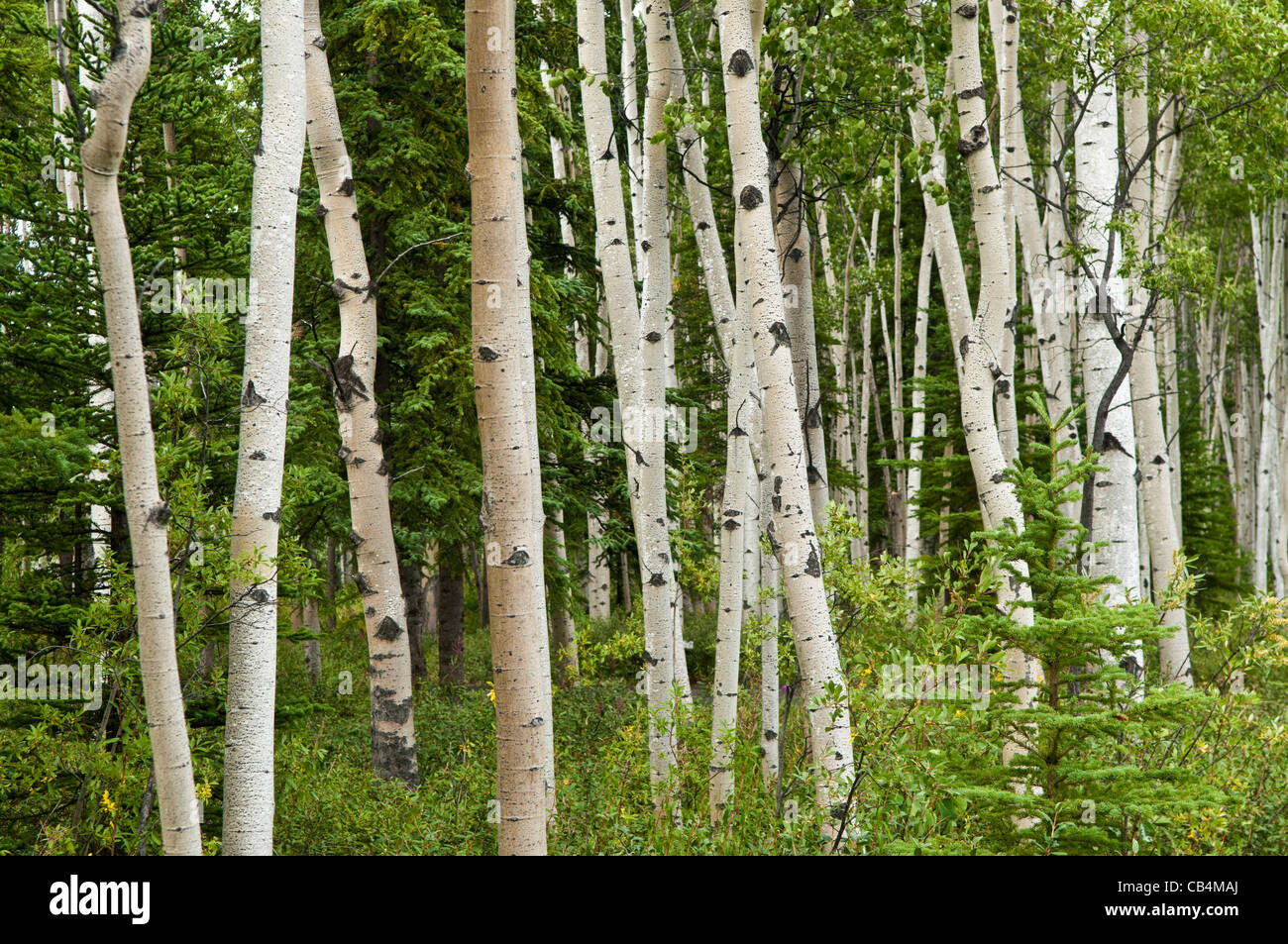 Quaking Aspen trees, Alaska Stock Photo