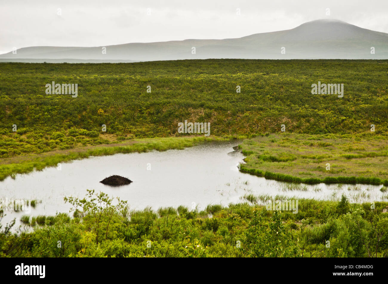 Beaver lodge in lake, Denali Highway, Alaska Stock Photo