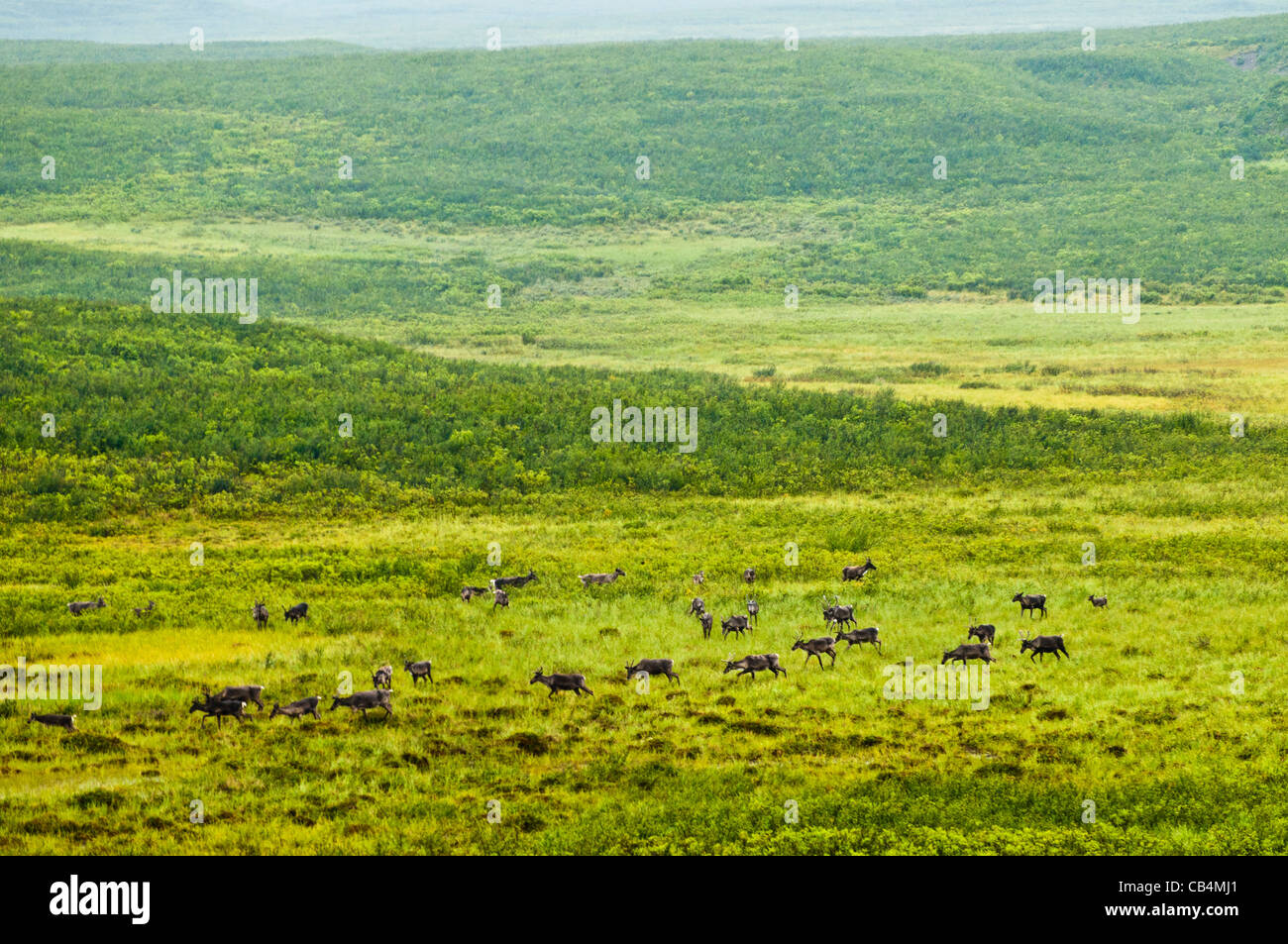 Migrating caribou, Alaska Stock Photo
