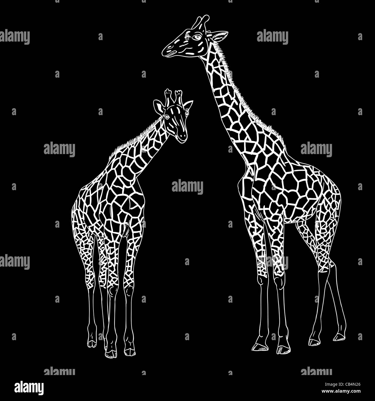 Two giraffes. Vector illustration. Stock Photo