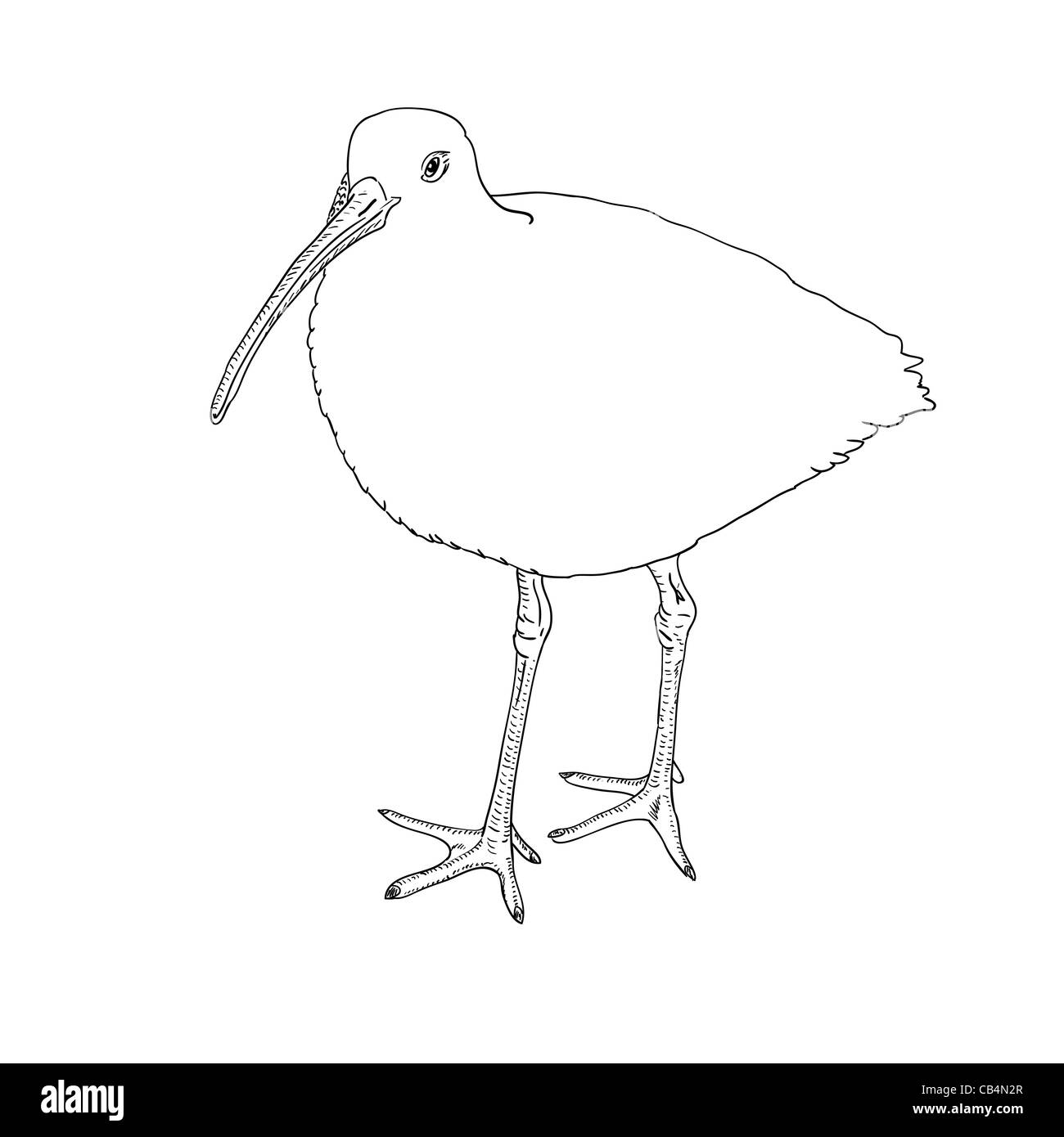 Eurasian Curlew, bird. Vector illustration. Stock Photo