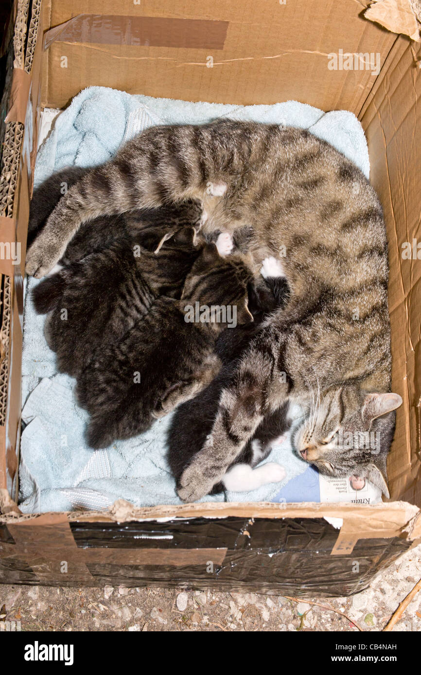 Kittens Suckling Mother Stock Photos Kittens Suckling