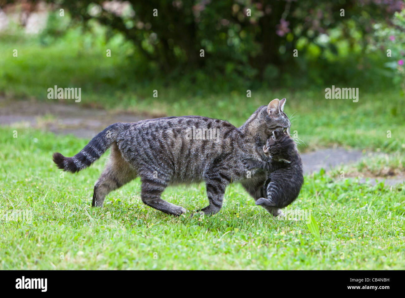 Cat carry kitten top