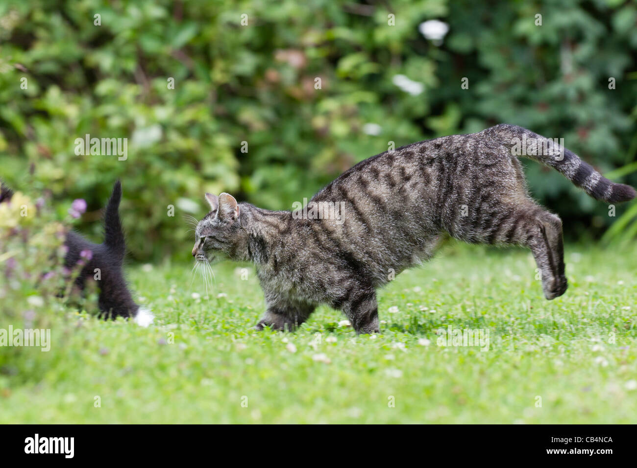 Cat runnning through garden, lower Saxony, Germany Stock Photo