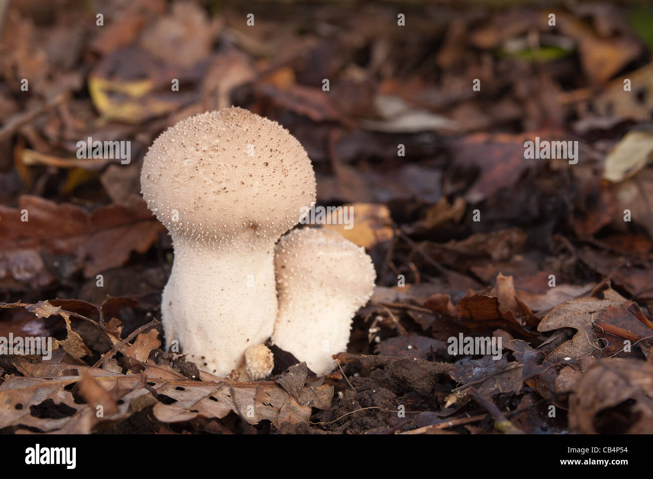 Tough and woody mushroom toadstool puff ball Lycoperdon beneath Quercus robur Basidiomycetes Basidiomycota Stock Photo